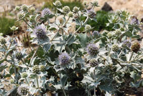 Eryngium maritimum